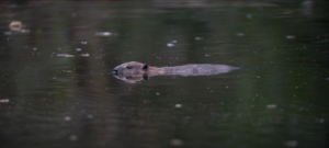 Beaver swims in water.